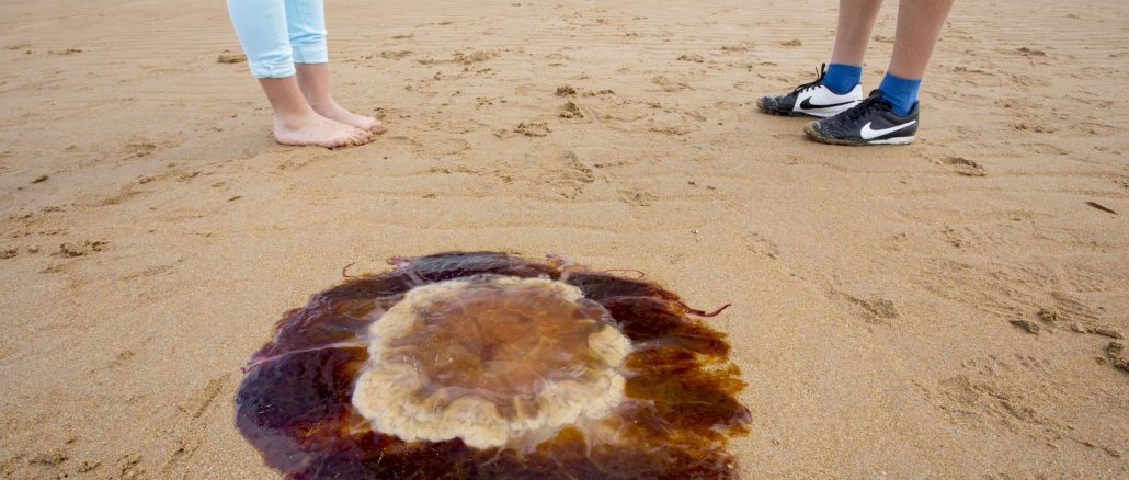 Jellyfish found at UK beaches - the most common.