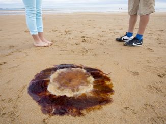 Jellyfish found at UK beaches - the most common.