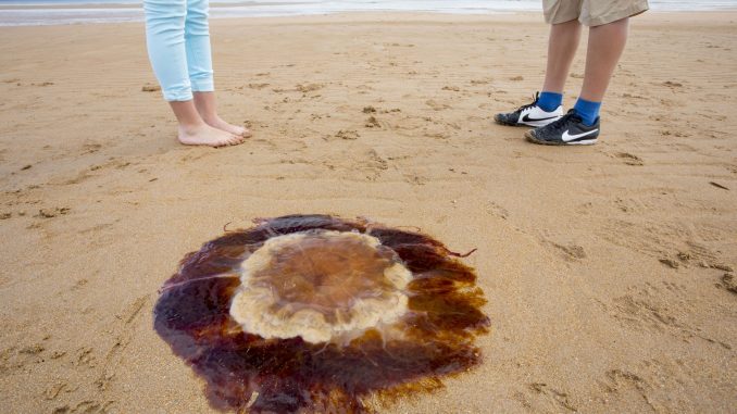 Jellyfish found at UK beaches - the most common.